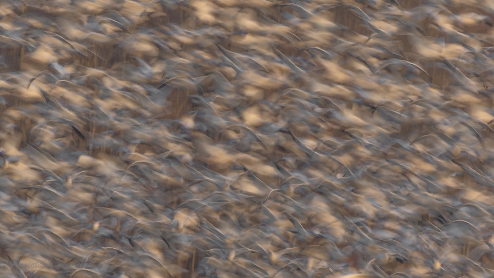 large flock of birds lifting off, heavily blurred