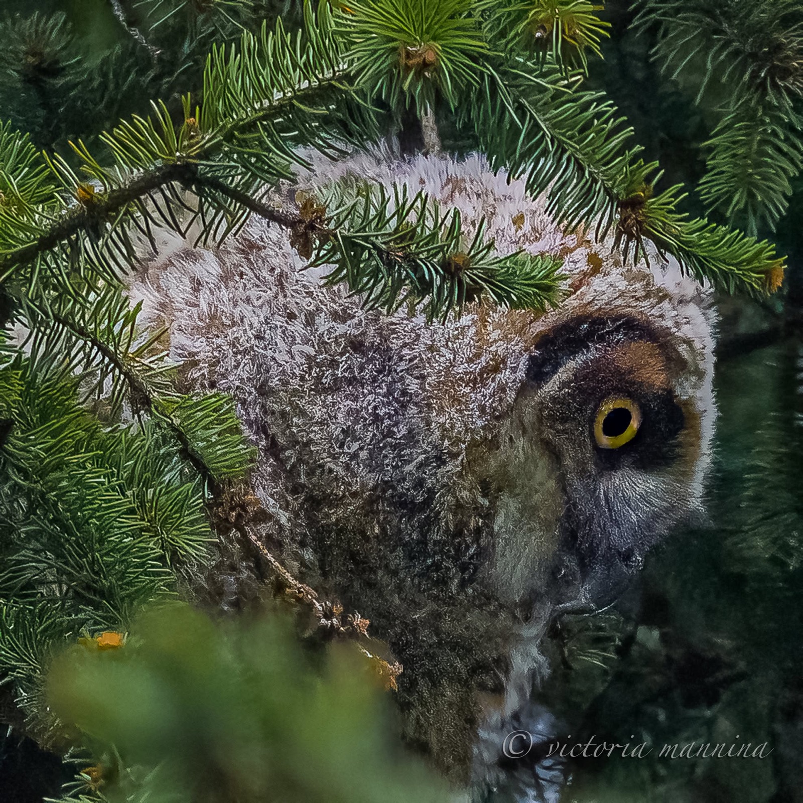 Owl's face mostly hidden behind pine branches