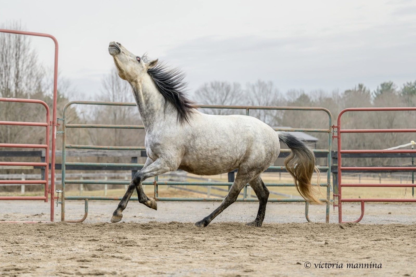 dapple grey horse galloping with mane and tail flying