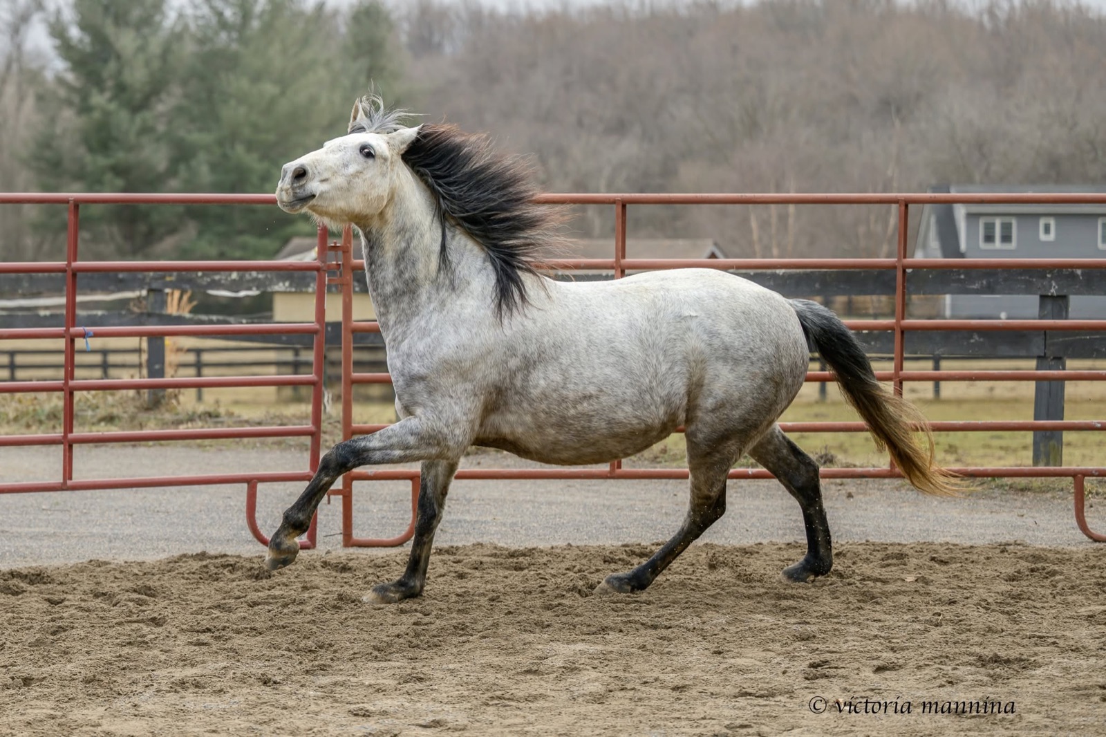 grey horse galloping past paddock fence