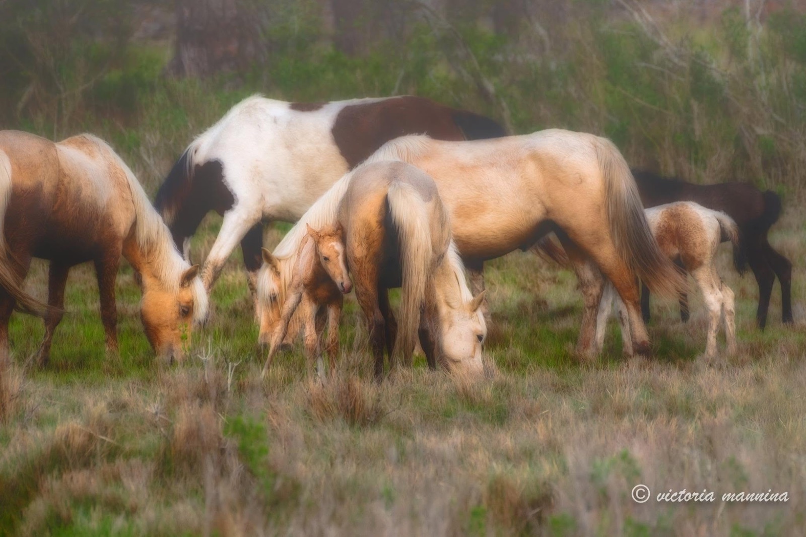 wild horses and a foal grazing in a field