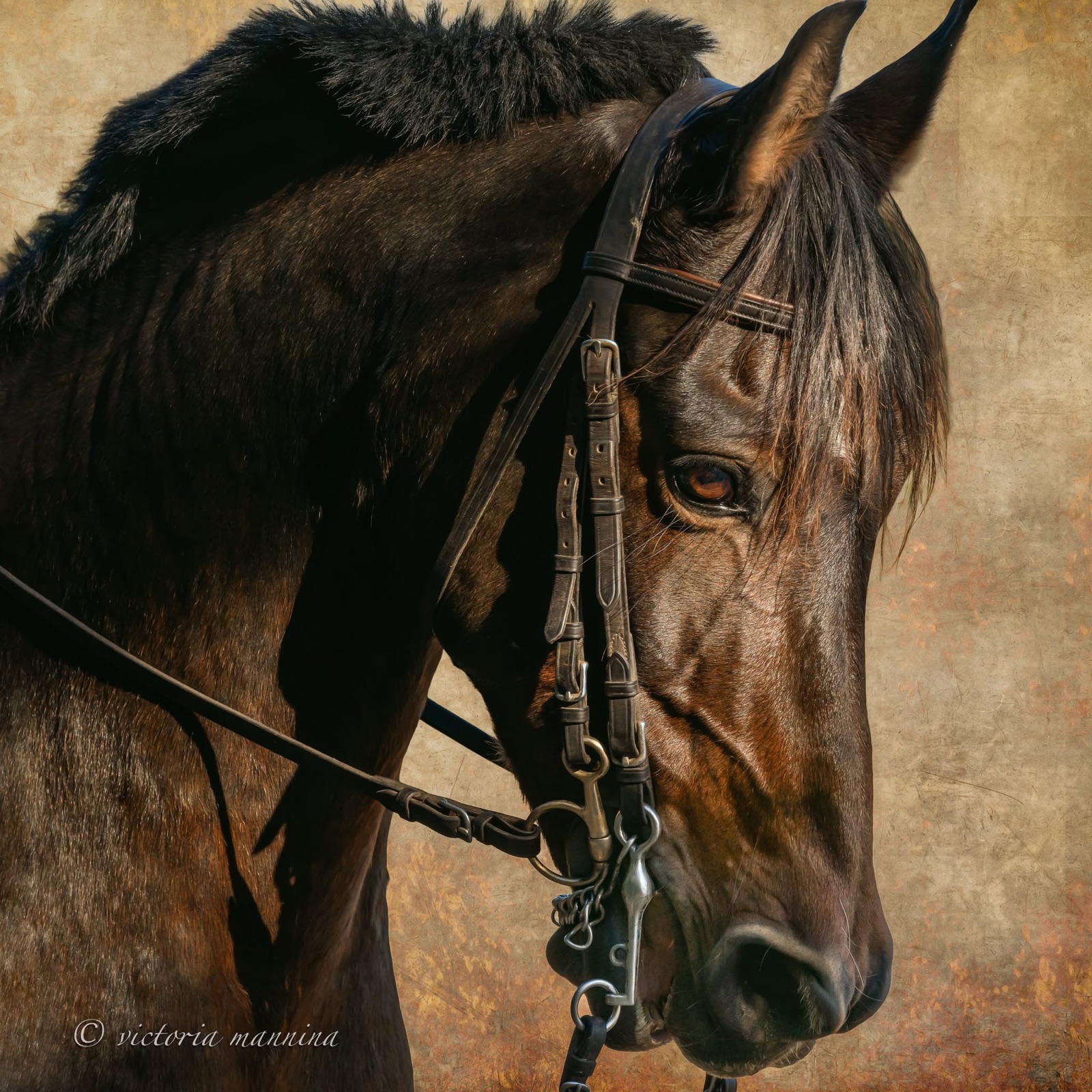 Close-up of bridled dark bay horse's head and eye