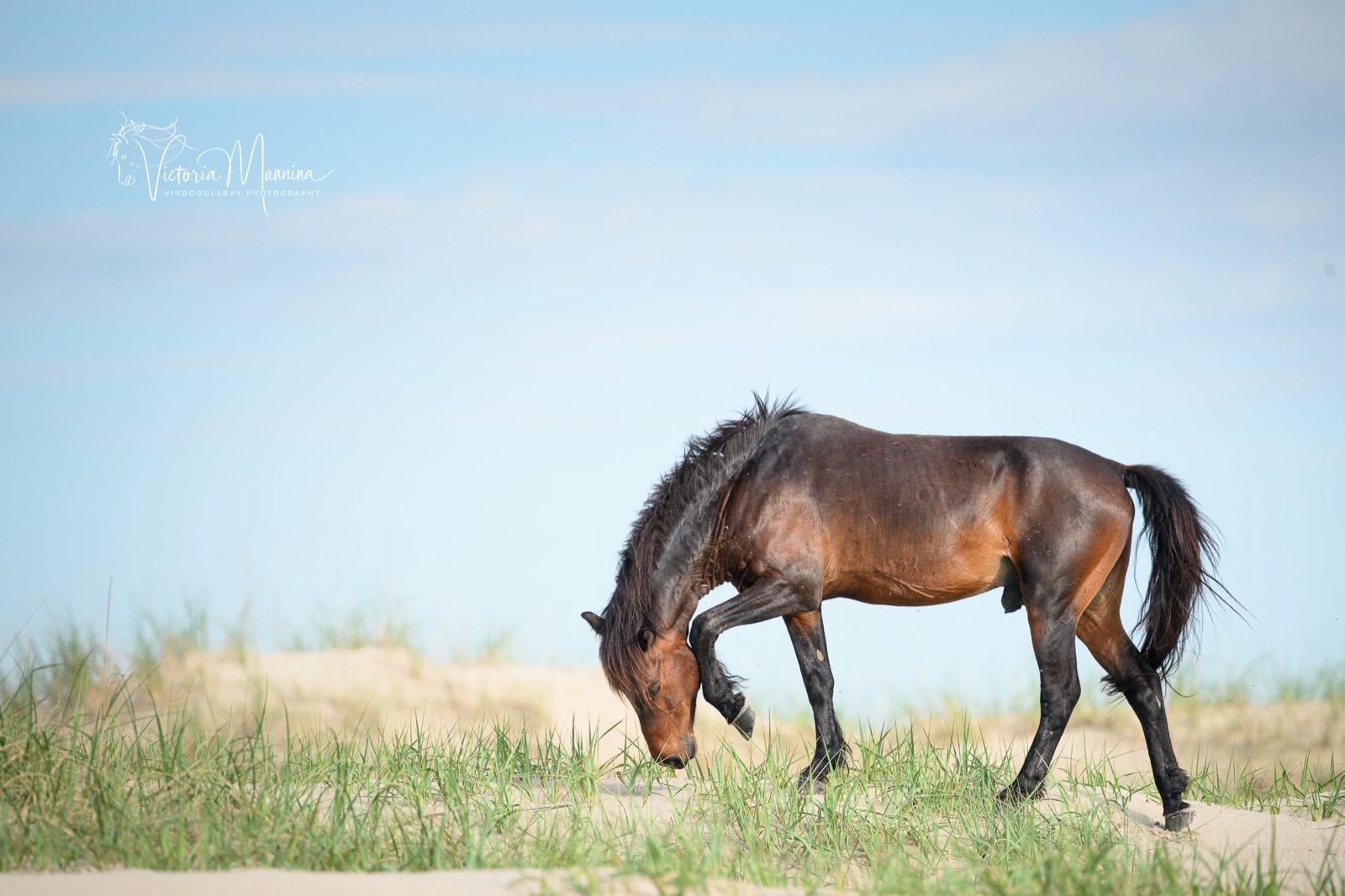 Wild horse bending head down among dune grass