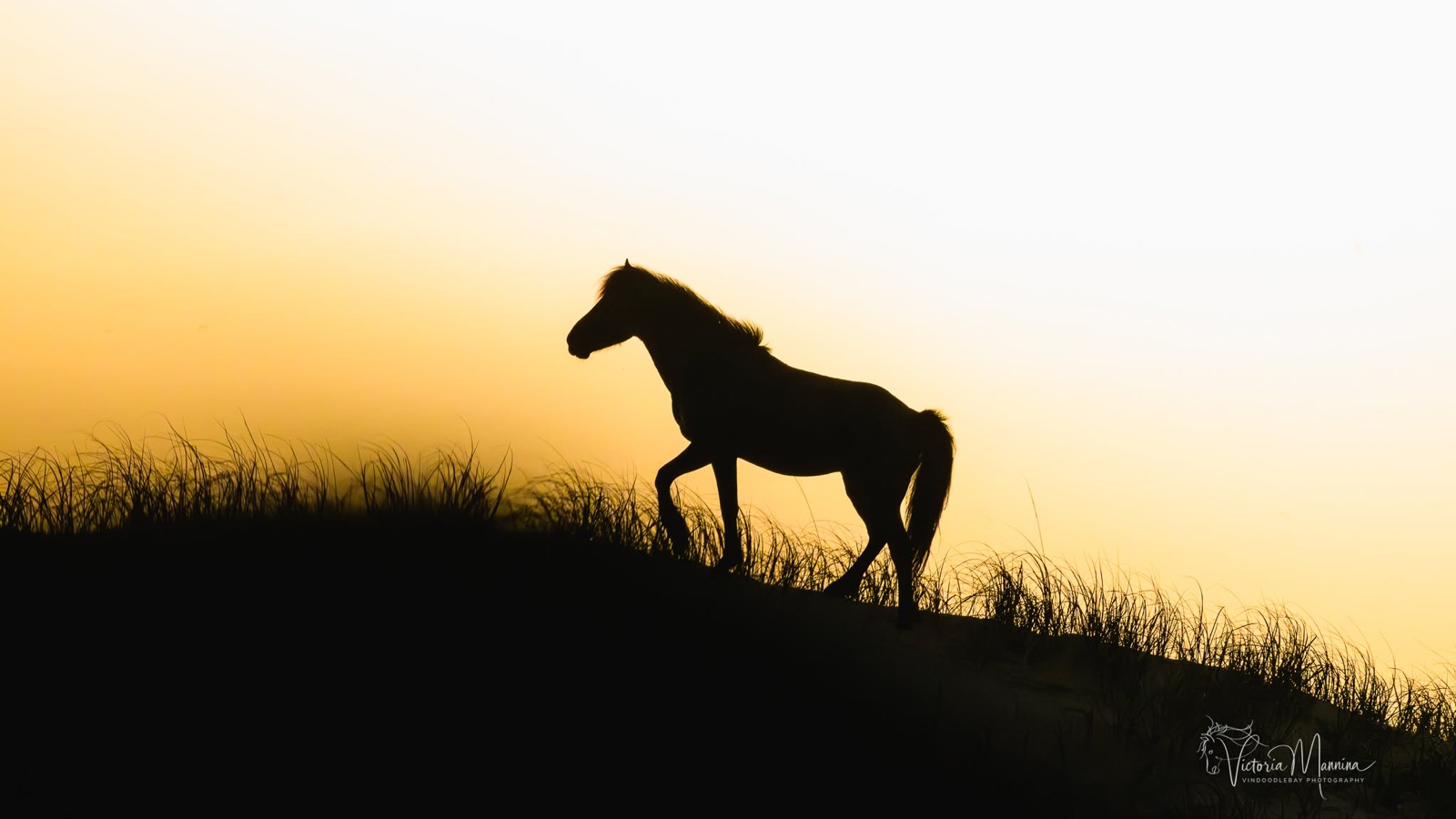 Wild horse silhouetted on dune at sunset