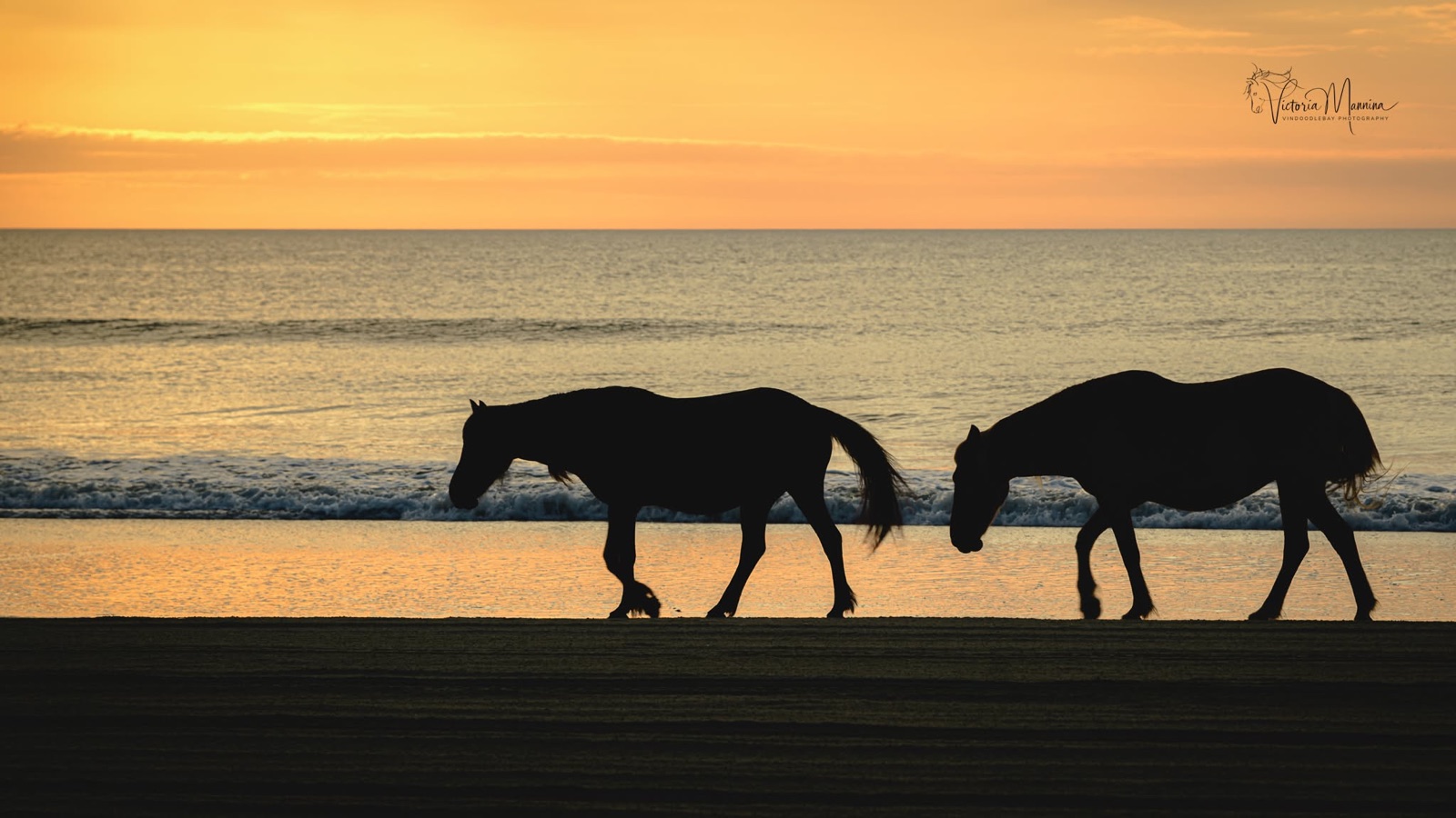 Two horses walking along beach at sunset