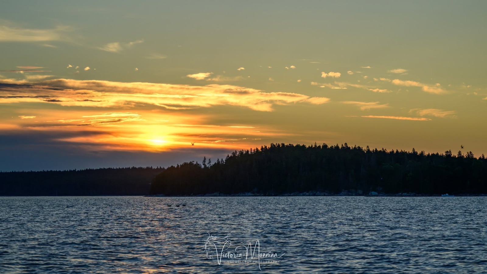Sunset behind tree-lined island coast, tiny distant birds over water