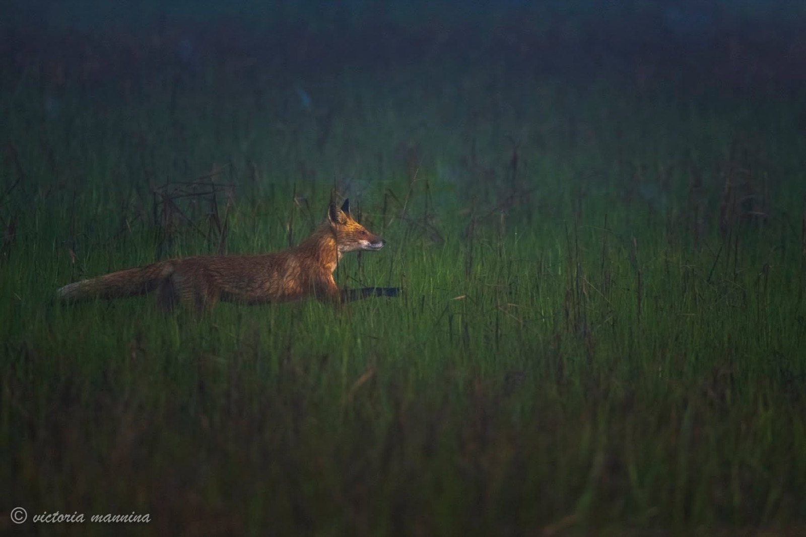 Red fox running through dark green grassland