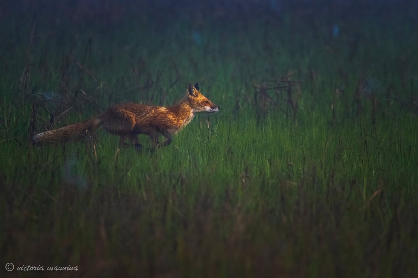 Red fox running through green marsh grass