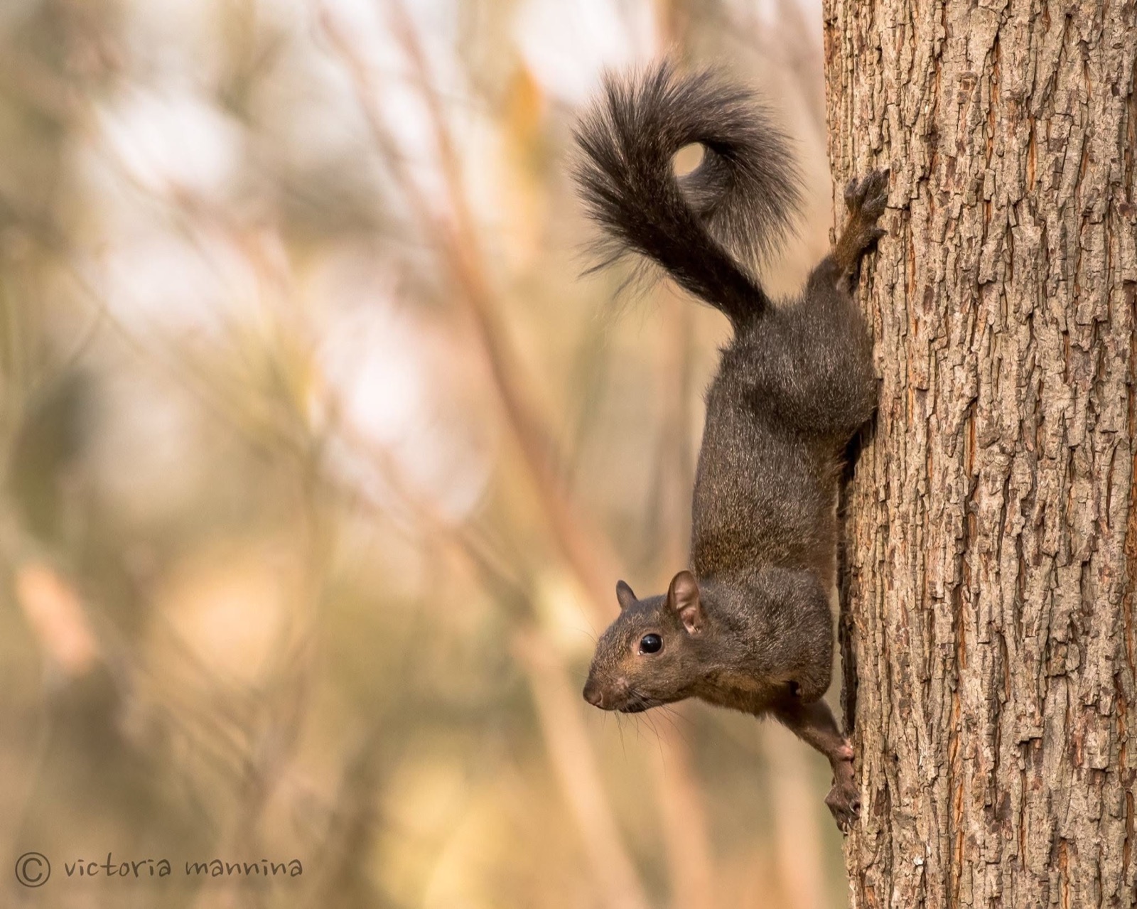 Gray squirrel climbing down a tree trunk headfirst