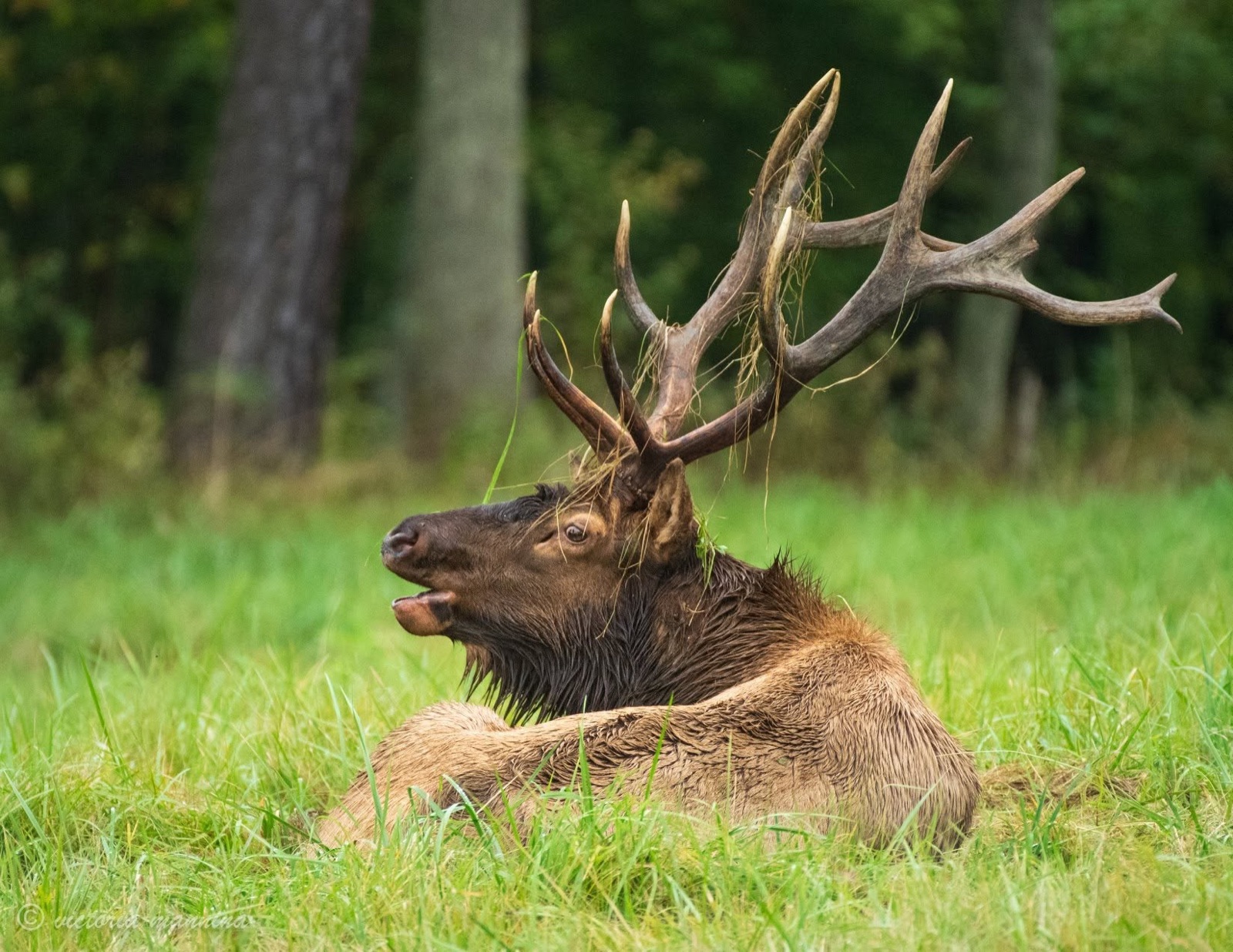 Bull elk lying in grass, antlers raised, calling